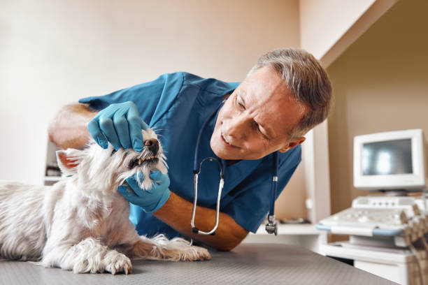  Hollywood Park, TX Emergency Dentist Pros